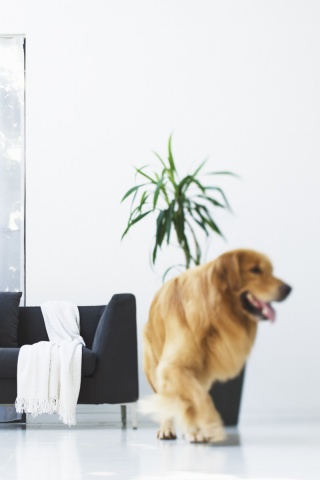 Собака в быту обои