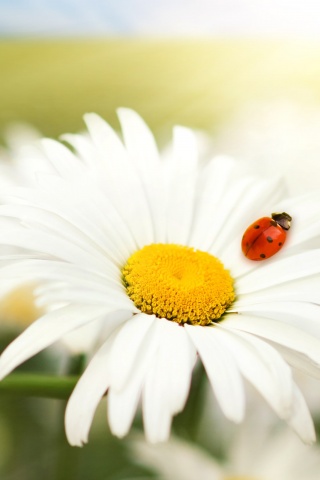 Божья коровка обои