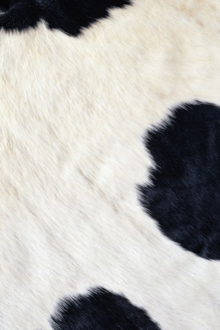 Шкура коровы обои