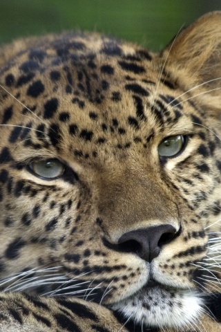 Злопасный ягуляр обои