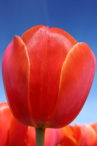 Тюльпан обои