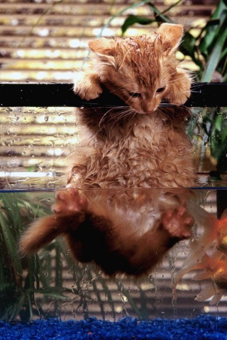 Мокрая киска обои