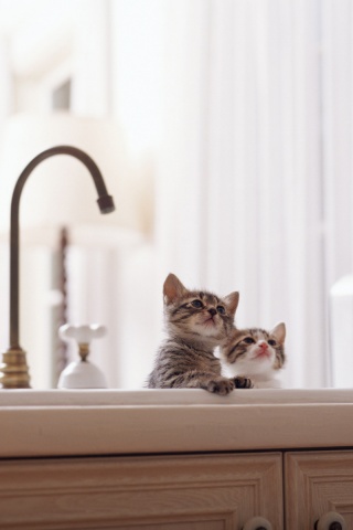 Два котенка обои