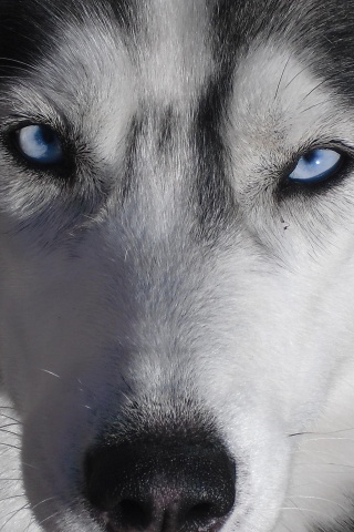 Собака с голубыми глазами обои