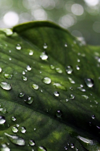 Роса на листке обои