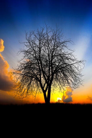Дерево на закате обои
