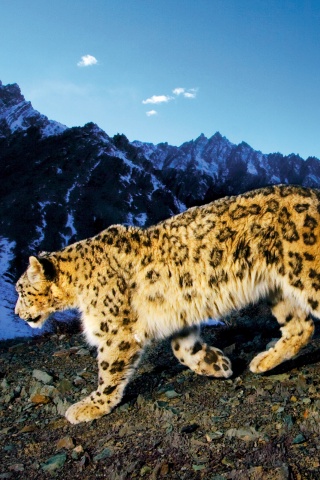 Леопард обои