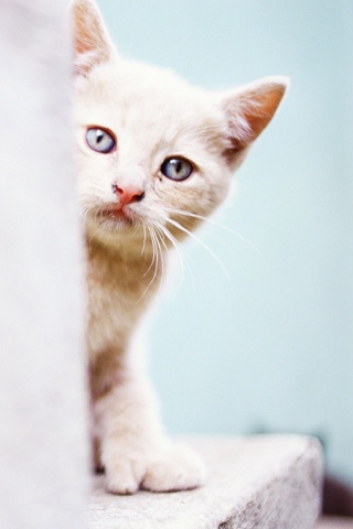 Котик из-за угла обои