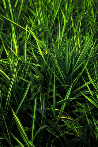 Дикая трава обои