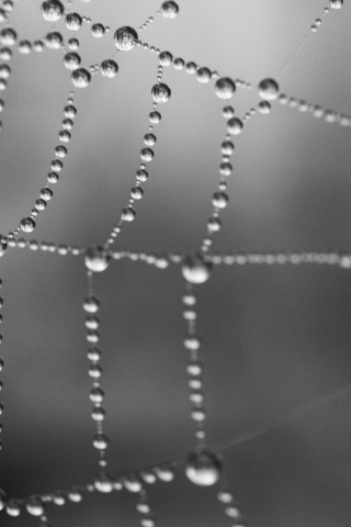 Капли на паутине обои