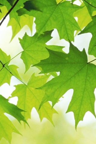 Кленовые листья обои