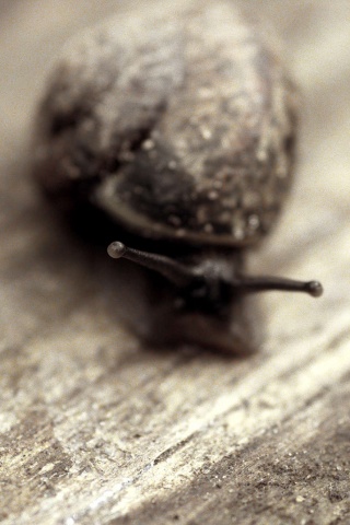 Улитка на ветке обои