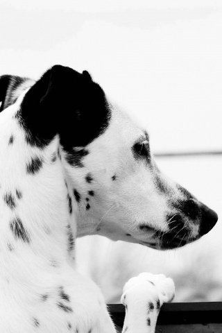 Долматинец смотрит вдаль обои