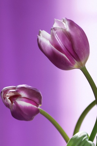 Сиреневые цветы обои