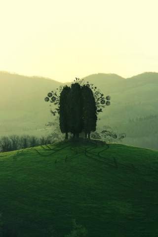 Деревья на холме обои