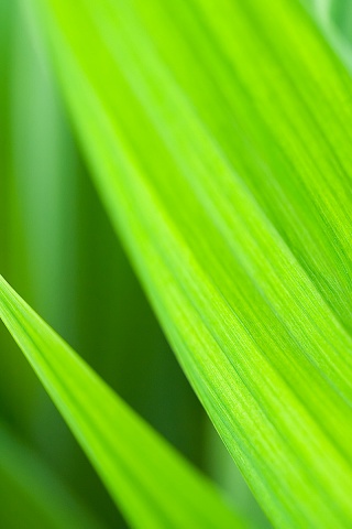 Идеальный кусочек зелени обои