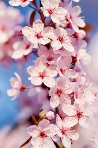 Цветение вишни обои