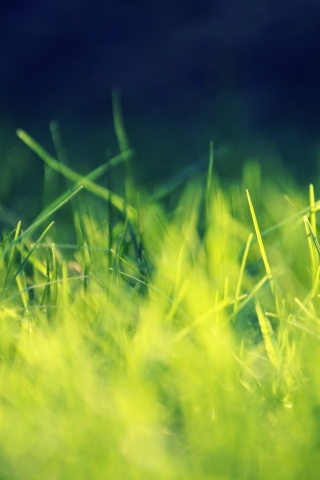 Играя солнечным светом обои