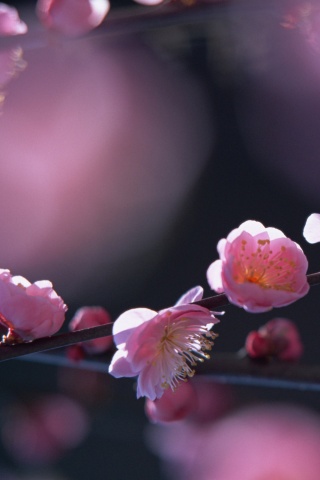 Цветущая вишня обои