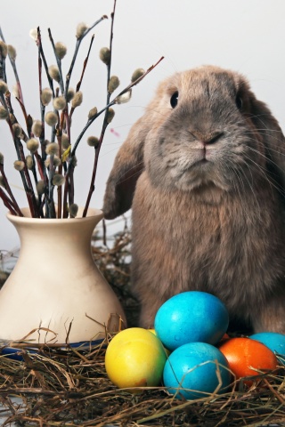 Пасхальный кролик обои