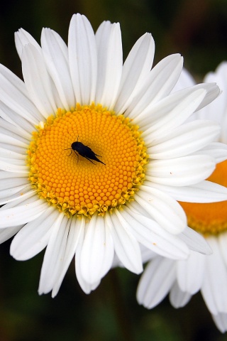 Ромашки обои