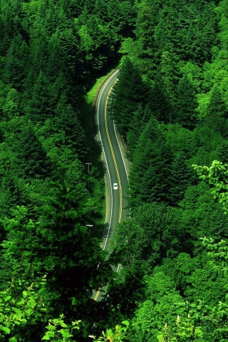 Лесная трасса обои