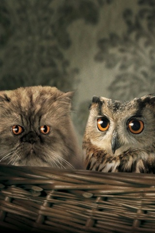 Чужой среди своих обои