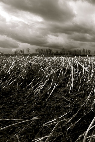 Убранное поле обои