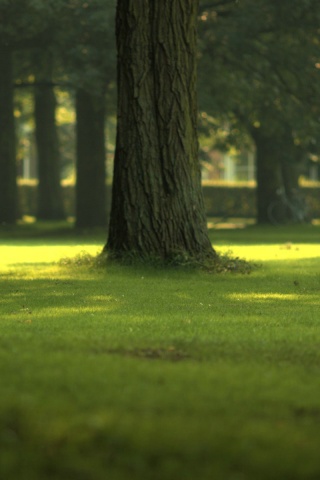 Ствол дерева обои