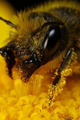 Пчела крупным планом обои