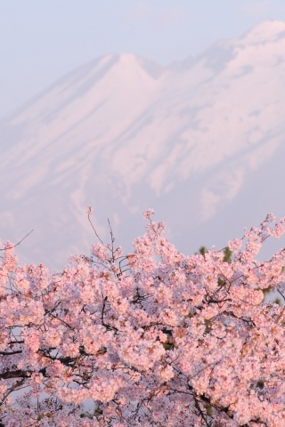 Цветение вишни в горах обои