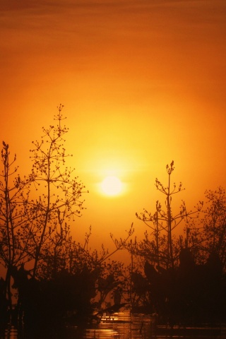 Доисторическое утро обои