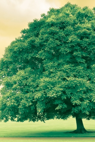 Зеленое ирландское дерево обои