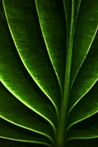 Неоновый лист обои