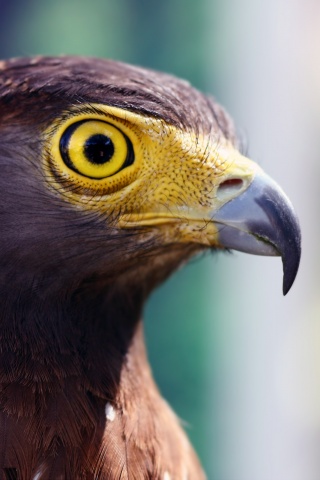 Взгляд орла обои