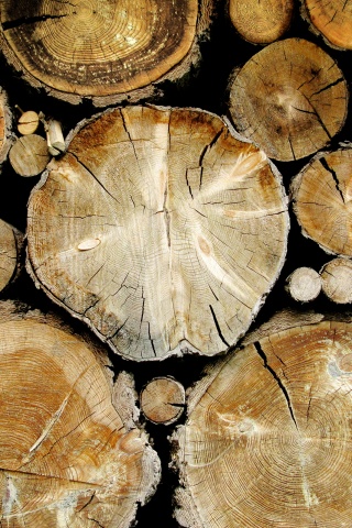 Древесный спил обои