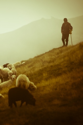 Пастух и стадо обои