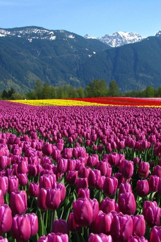 Поле тюльпанов обои