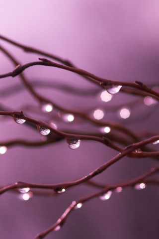 Капли на ветке обои