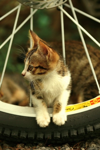 Маленький котенок обои