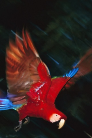 Рисованный ара обои