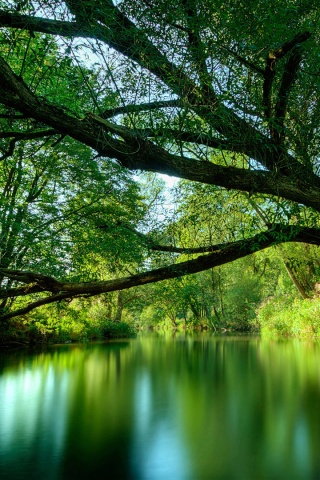 Спокойная лесная река обои