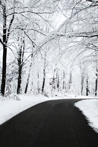 Дорога в зимнем лесу обои