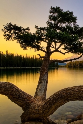 Дерево у горного озера обои