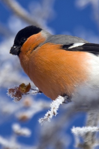 Снегирь на ветке обои