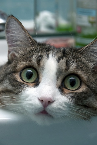 Кошак выглядывает из раковины обои