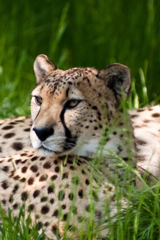 Два изящных гепард в природе обои