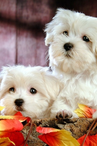 Два белых и пушистых пёсика  обои