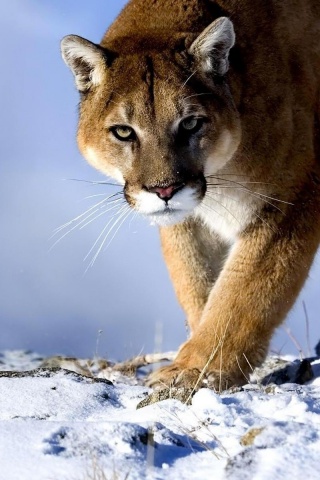 Пума с грозным взглядом обои