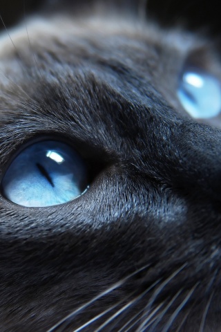 Кот с голубыми глазами обои